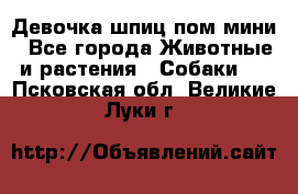 Девочка шпиц пом мини - Все города Животные и растения » Собаки   . Псковская обл.,Великие Луки г.